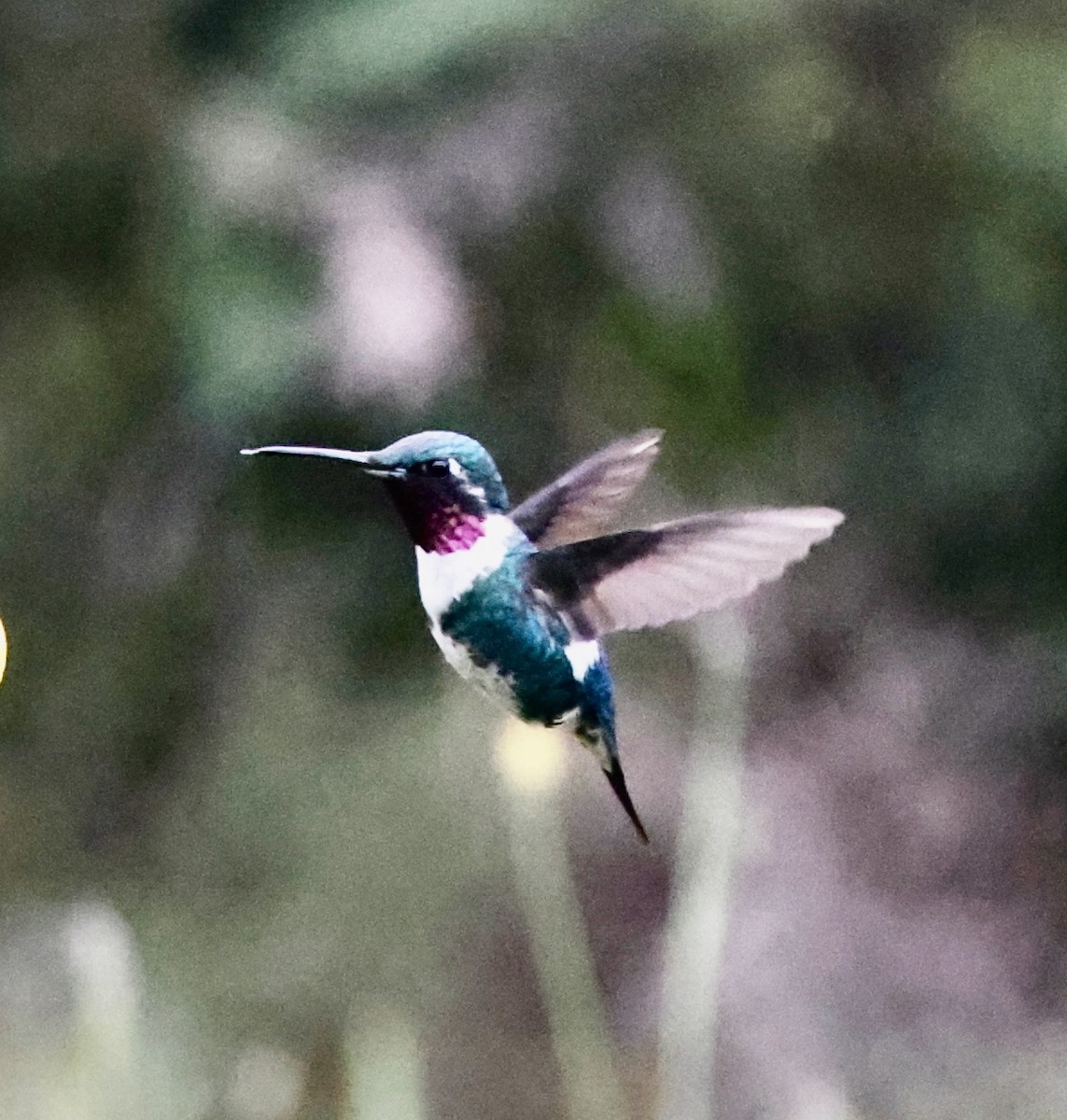 White-bellied Woodstar - ML652231907