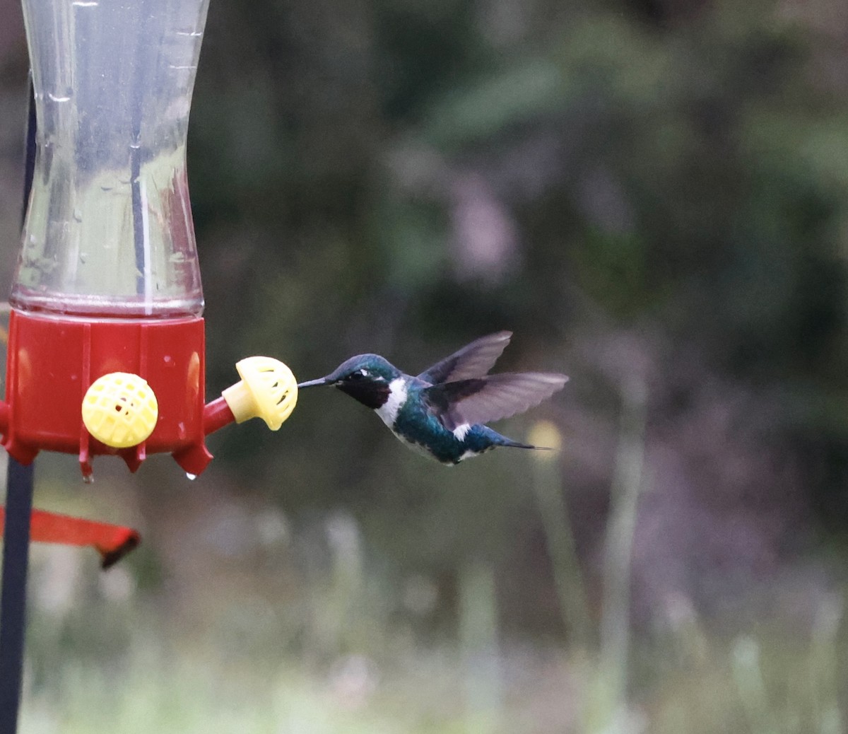 White-bellied Woodstar - ML652231908