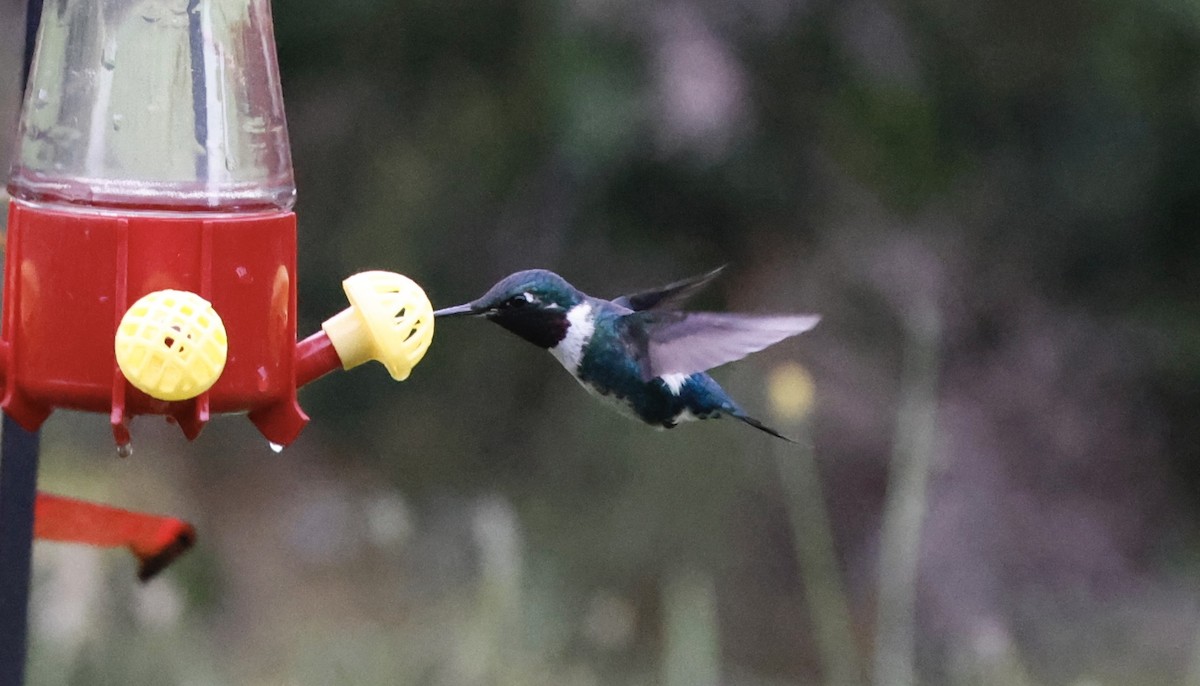 White-bellied Woodstar - ML652231909