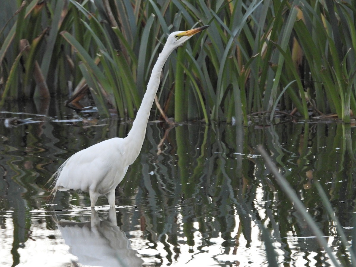 Great Egret (modesta) - ML652231910