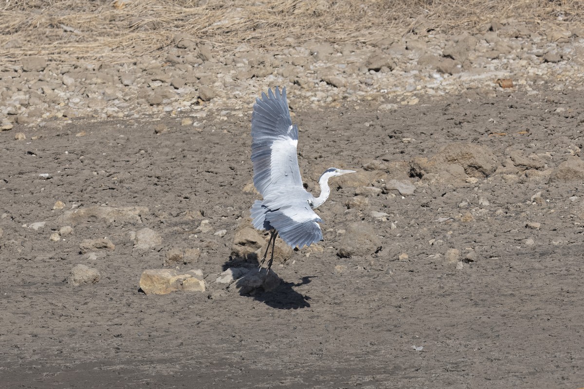 Gray Heron - ML652231911