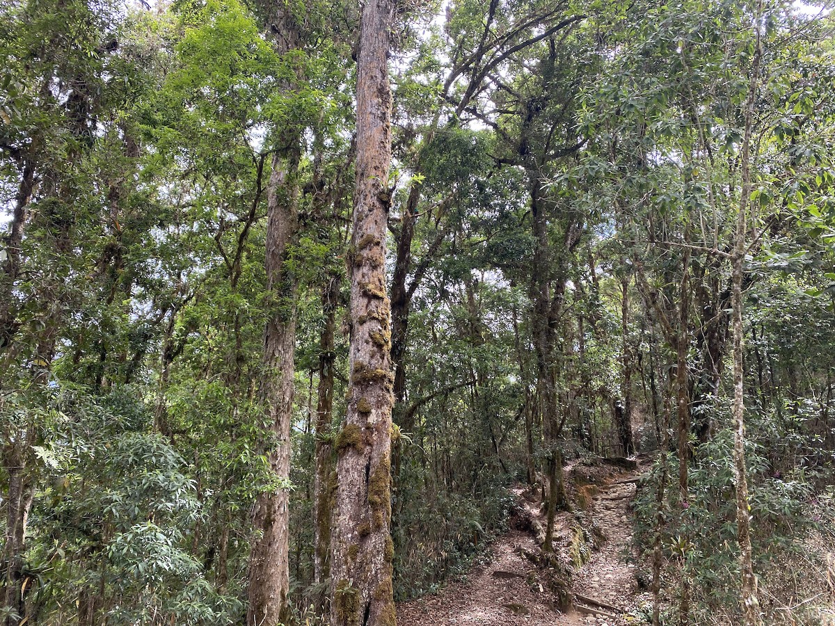 Resplendent Quetzal - ML652231912