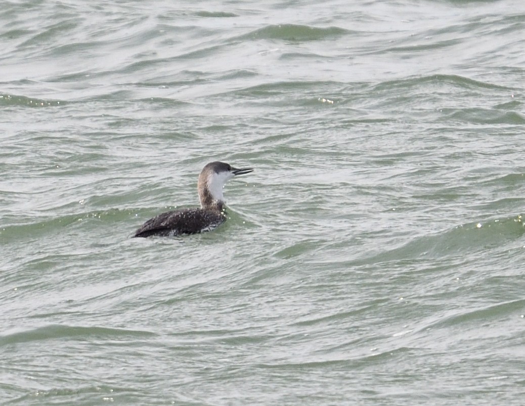 Red-throated Loon - ML652231913