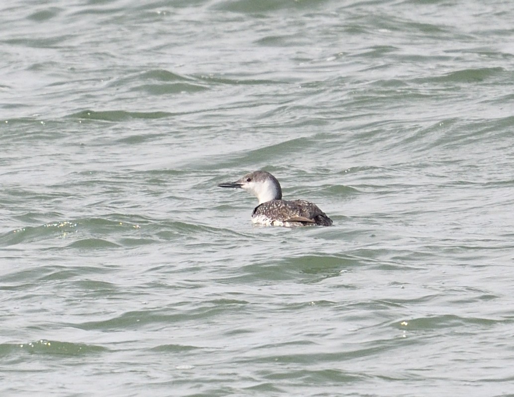 Red-throated Loon - ML652231914
