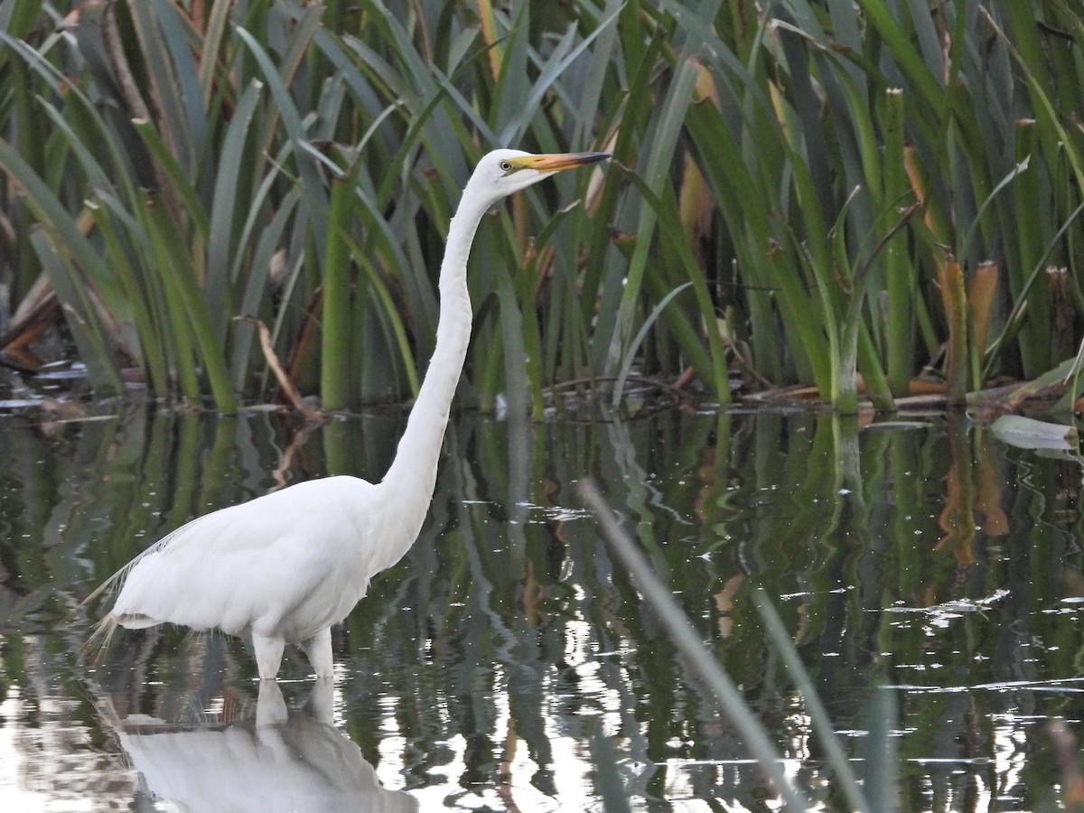 Great Egret (modesta) - ML652231915