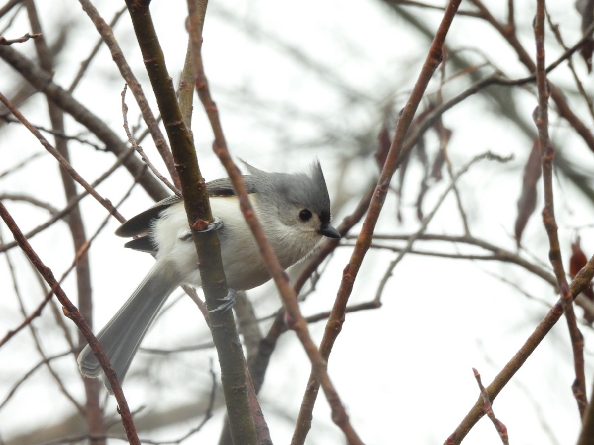 Tufted Titmouse - ML652231916