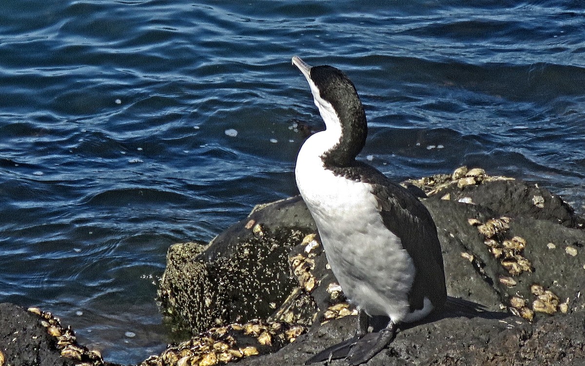 Pied Cormorant - ML652231917