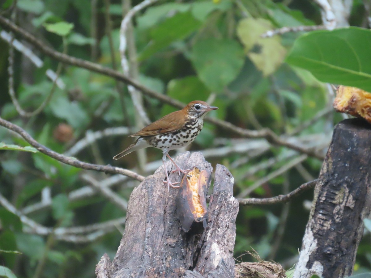 Wood Thrush - ML652232108