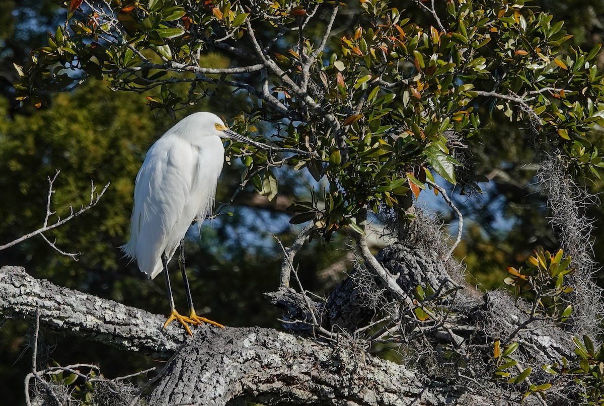 Снежная цапля - ML652232136