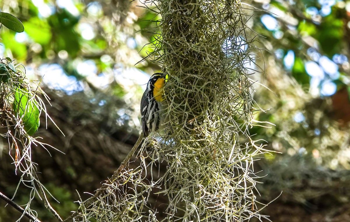 Желтогорлая древесница - ML652232148