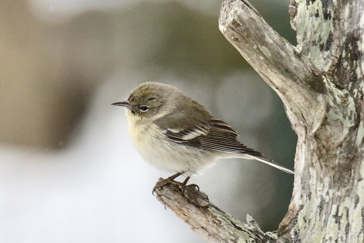 マツアメリカムシクイ - ML652232210