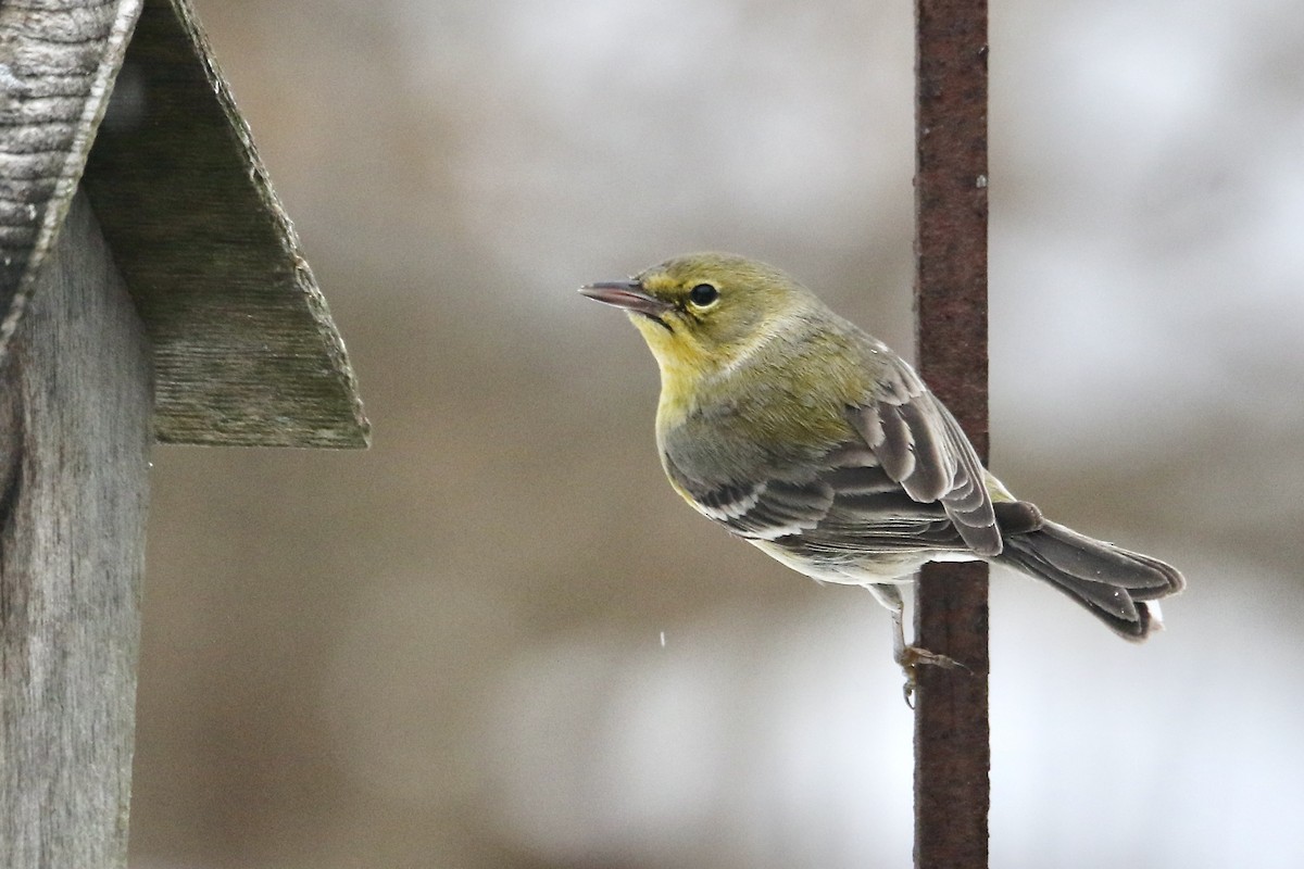 マツアメリカムシクイ - ML652232213