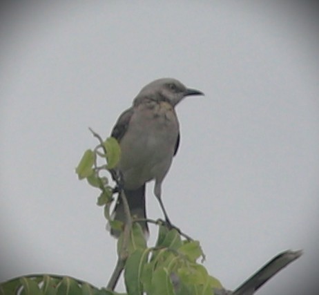 Tropenspottdrossel - ML652232218