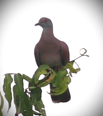 Rotrückentaube - ML652232241