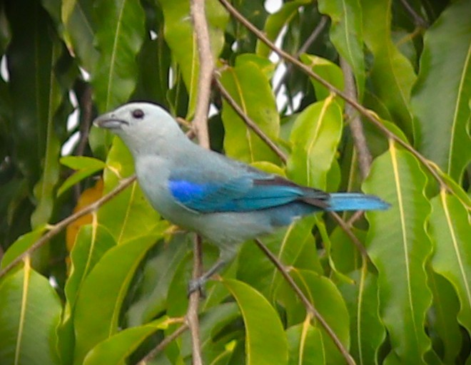 Bischofstangare - ML652232246