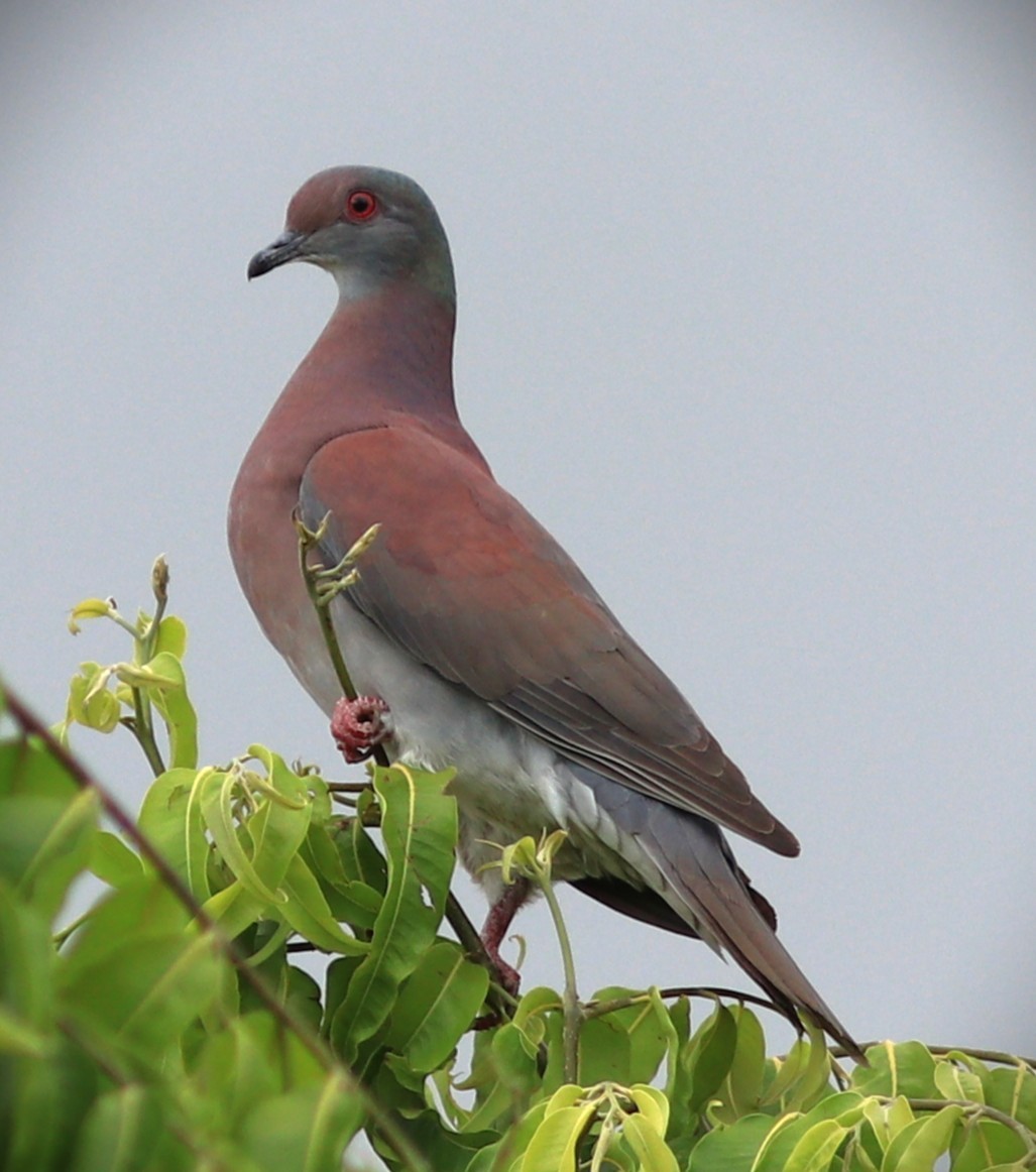 Rotrückentaube - ML652232252