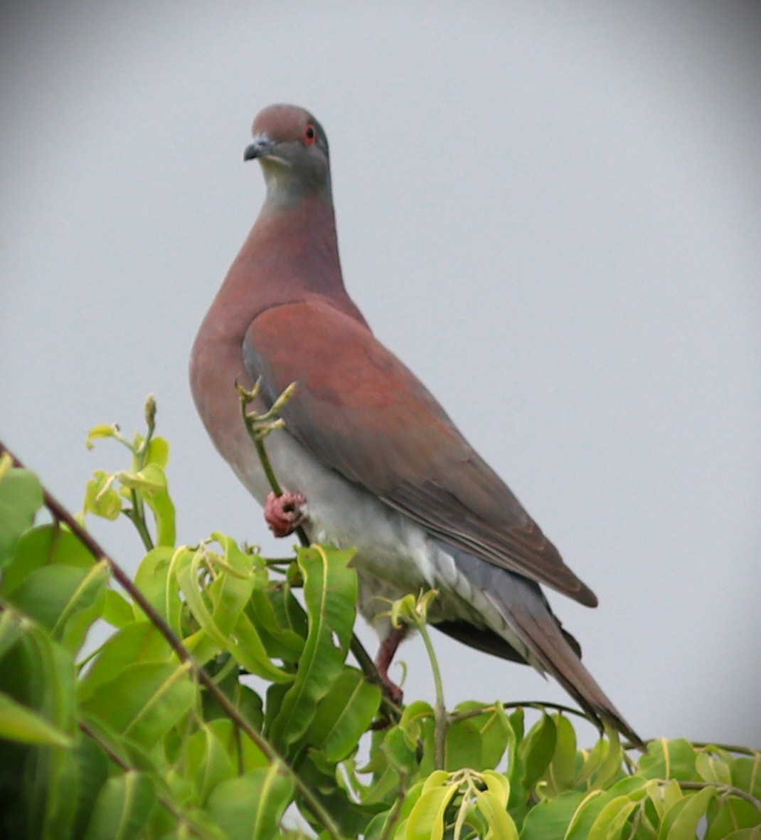 Rotrückentaube - ML652232266