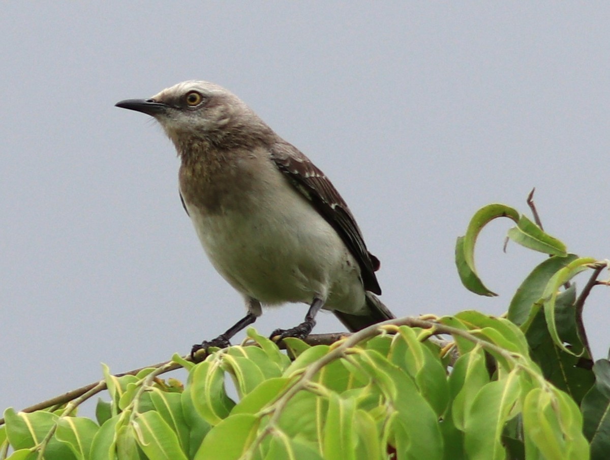 Tropenspottdrossel - ML652232286