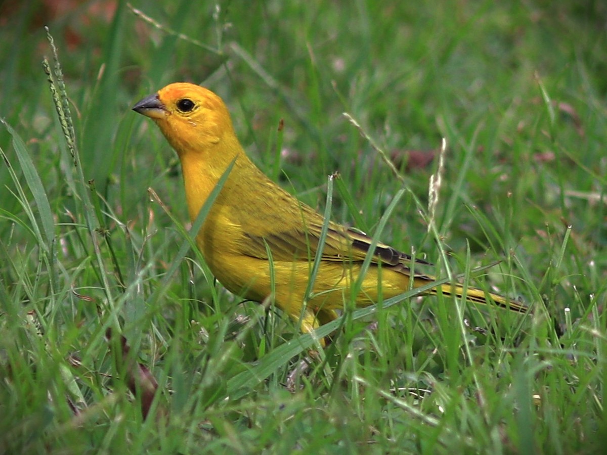 Safrangilbtangare - ML652232300