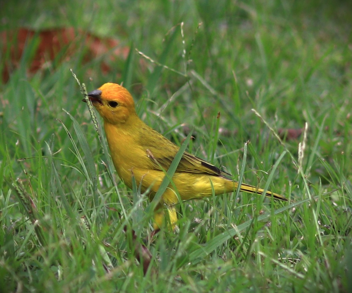 Safrangilbtangare - ML652232303