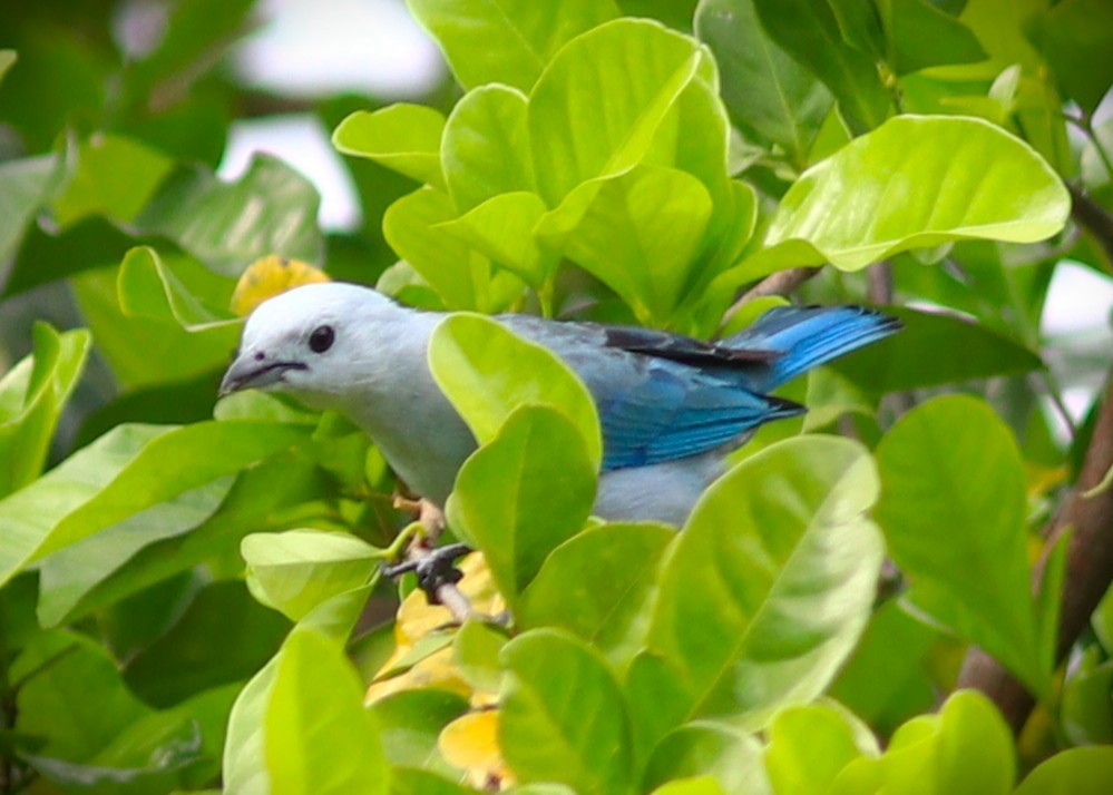 Bischofstangare - ML652232326