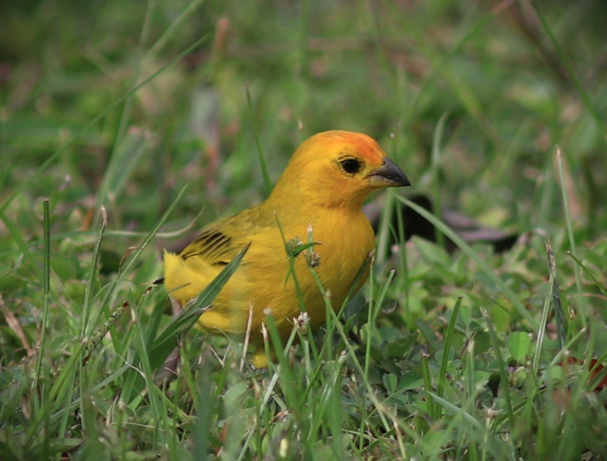 Safrangilbtangare - ML652232333