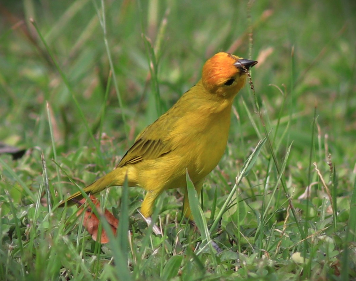 Safrangilbtangare - ML652232338