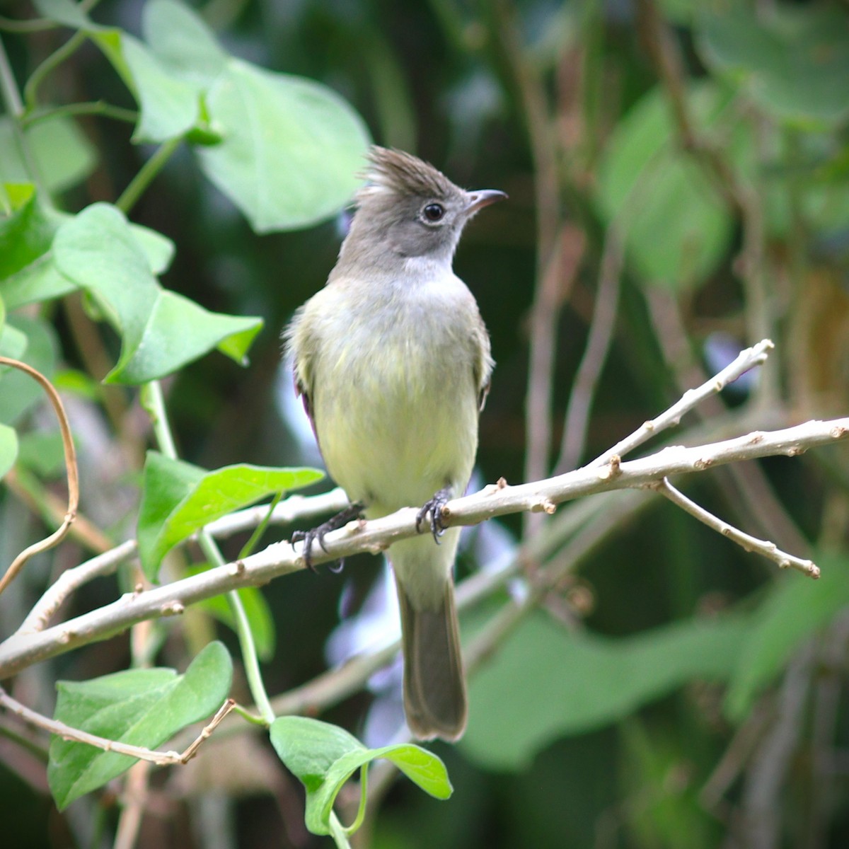 Gelbbauch-Olivtyrann - ML652232348