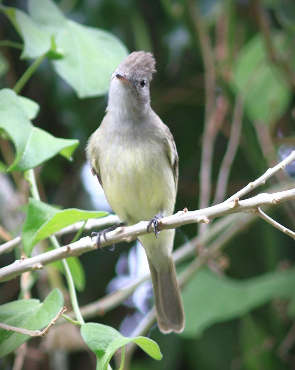 Gelbbauch-Olivtyrann - ML652232354