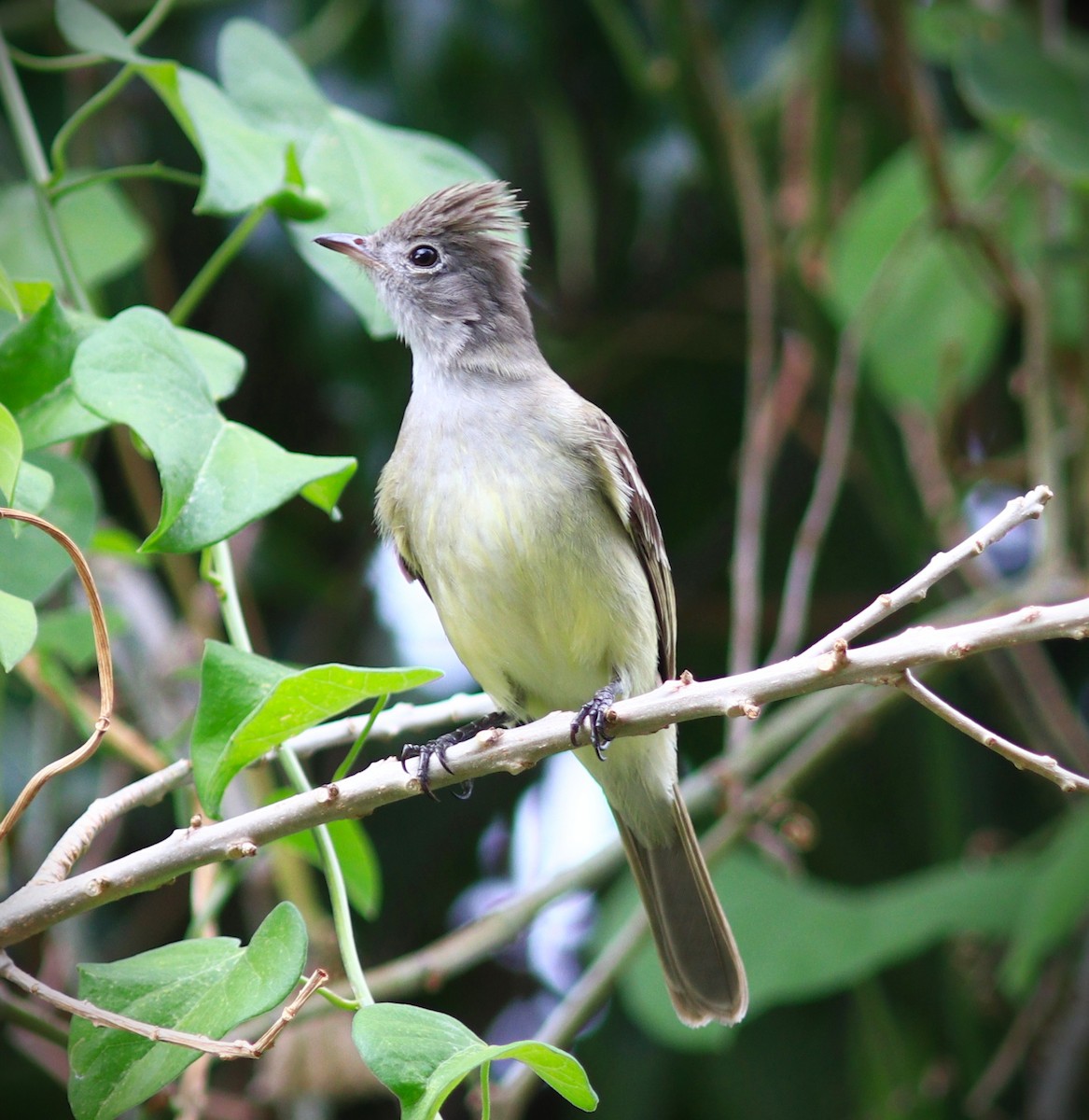 Gelbbauch-Olivtyrann - ML652232359