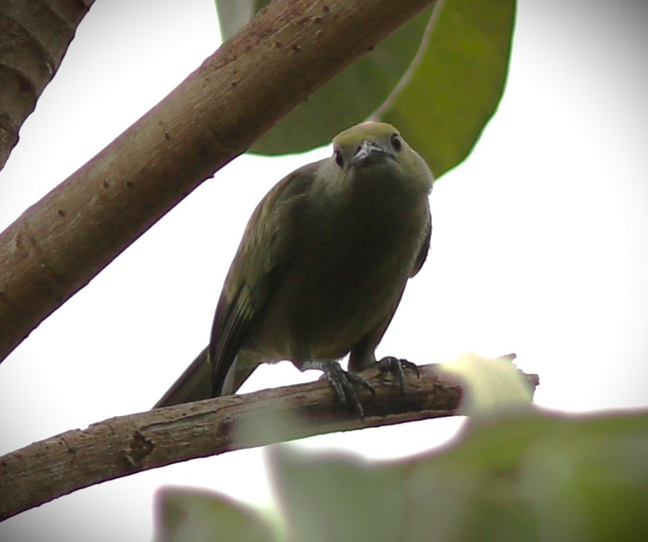 Palmentangare - ML652232377