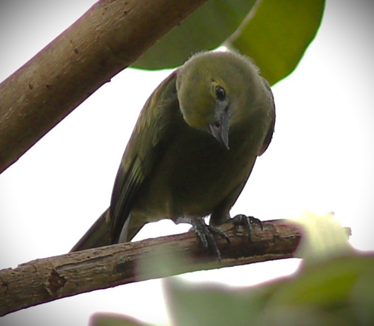 Palmentangare - ML652232382