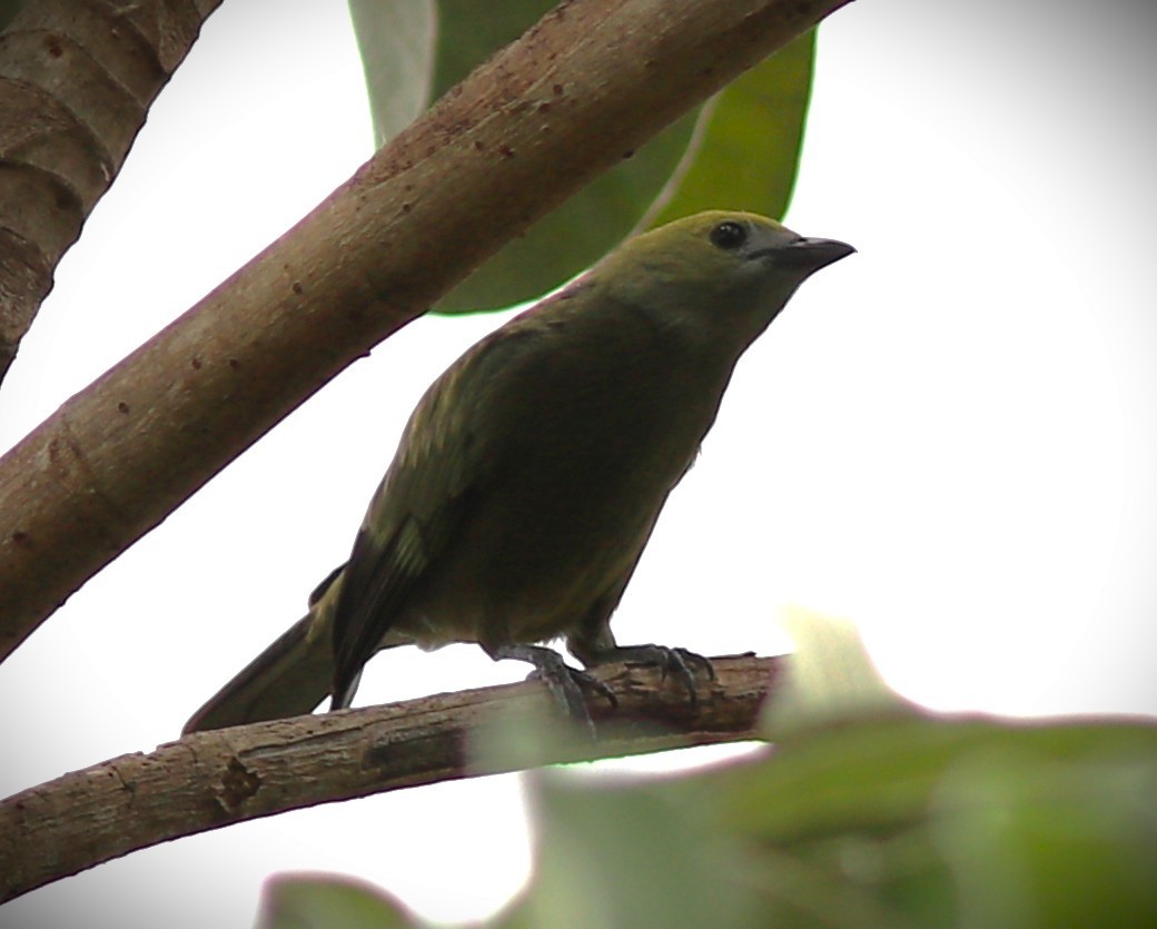 Palmentangare - ML652232387