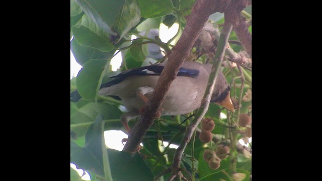 Большой черноголовый дубонос - ML652232388