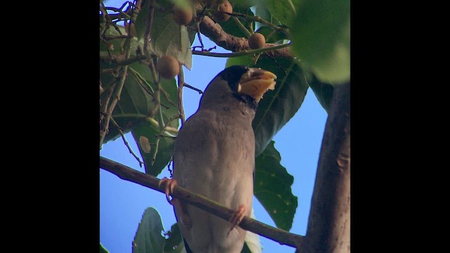 Большой черноголовый дубонос - ML652232389