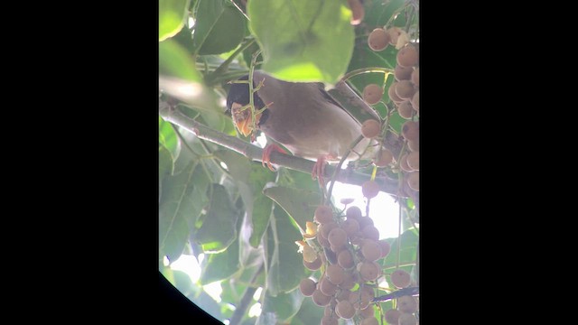 Большой черноголовый дубонос - ML652232390