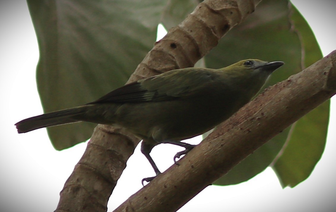 Palmentangare - ML652232401