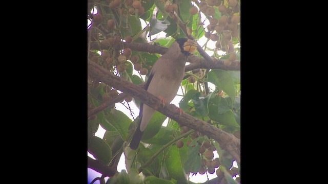 Большой черноголовый дубонос - ML652232432