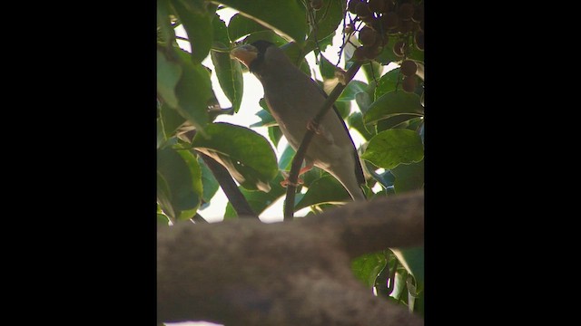 Большой черноголовый дубонос - ML652232433