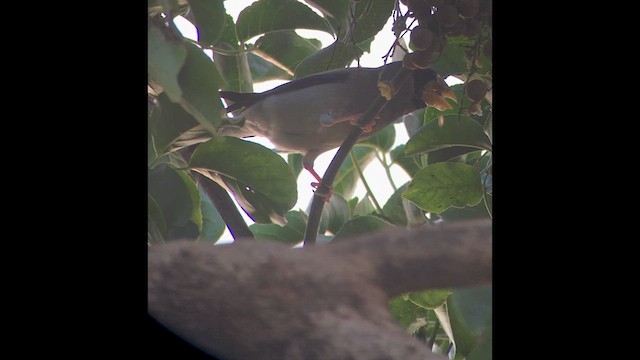 Большой черноголовый дубонос - ML652232434