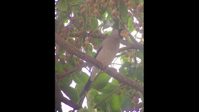 Большой черноголовый дубонос - ML652232435