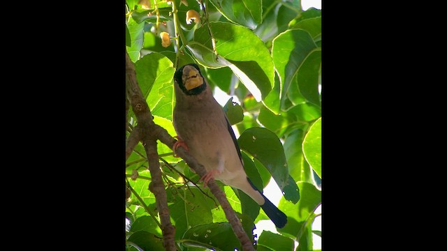 Большой черноголовый дубонос - ML652232436