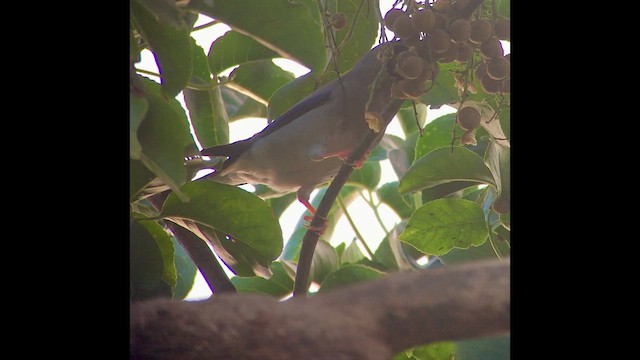 Большой черноголовый дубонос - ML652232437