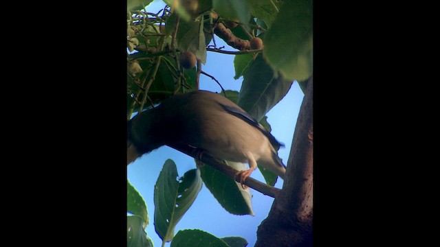 Большой черноголовый дубонос - ML652232438