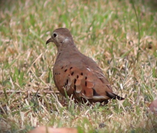 Rosttäubchen - ML652232457