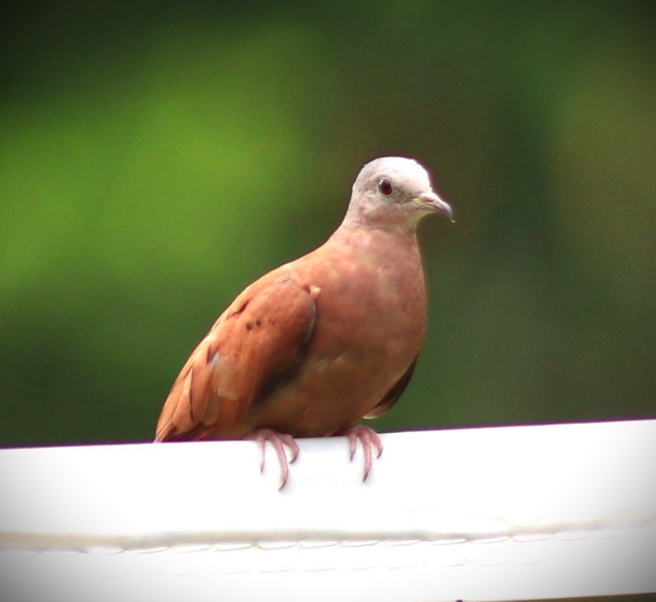 Rosttäubchen - ML652232476