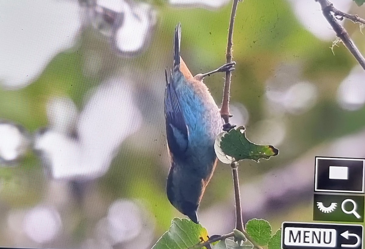 Блестящая танагра - ML652232496