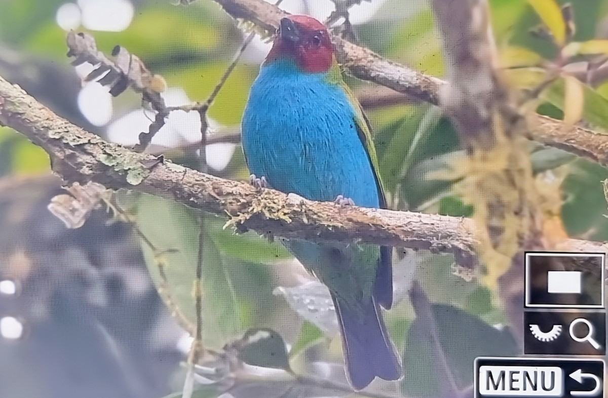 Рыжеголовая танагра [группа albertinae] - ML652232498