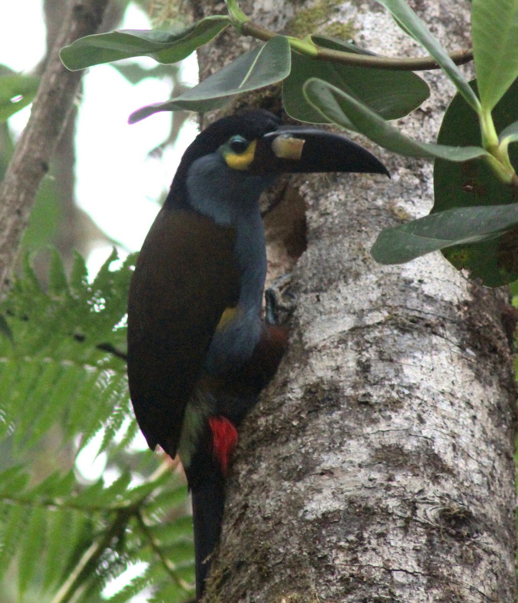 Toucan montagnard - ML652232785