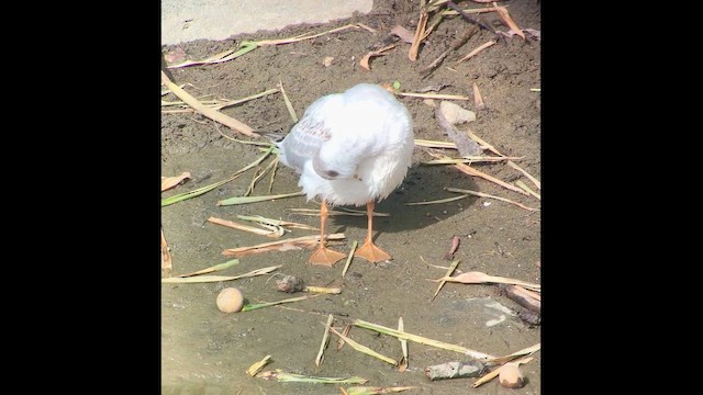 Озёрная чайка - ML652232806